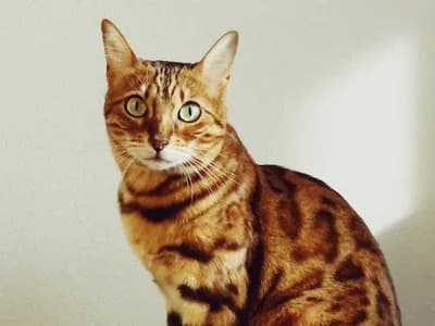 Photo d'un Bengal